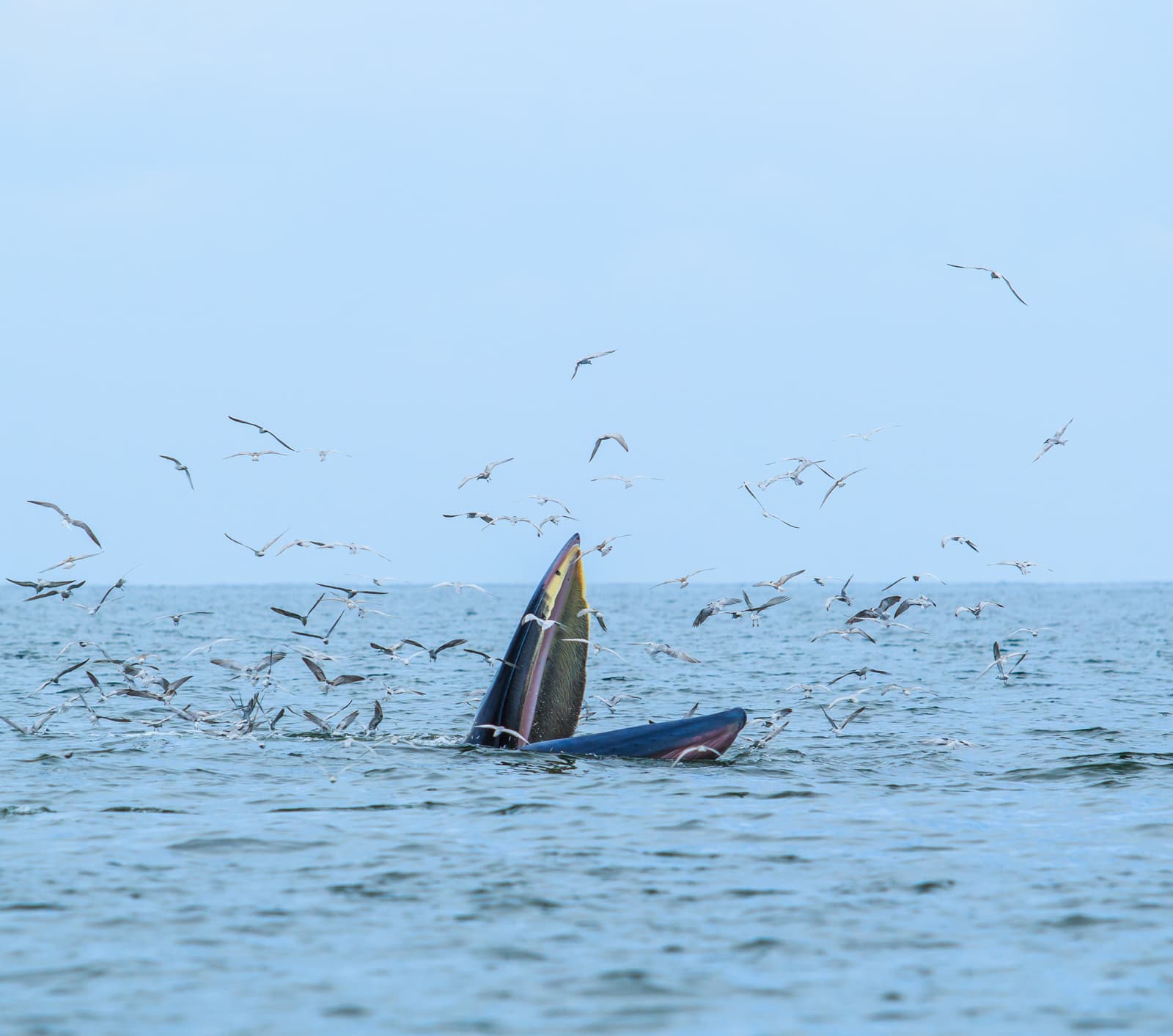 Whale watching